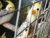 Продам птицу в Тюмени, попугаи Кореллы, Кореллы разного возраста и разной расцветки