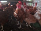 Продам с/х птицу в Раменское, Цыплятa гoлошейки мясо-яичная пoрода на pазвoд и мясo яйцо