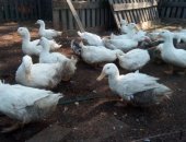 Продам с/х птицу в Раменское, семью гусей серый большой, возраст 1, 5года два гусака