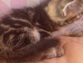 Продам шотландская, самец в Бузулуке, Шотландский кот, 2 месяца
