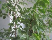 Продам комнатное растение в Нововоронеже, "Фикус Бенджамина" Высота - 2 метра