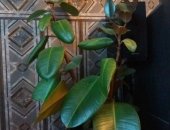 Продам комнатное растение в Санкт-Петербурге, молодой фикус эластика, не прихотливое в