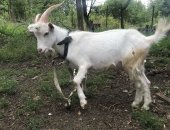 Продам козу в Жигулевске, Козочка возраст 1 год заанинской породы, козочка 3, 5 месяца