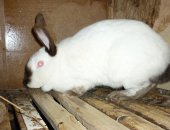Продам заяца в Юрге, кроликов, племенных кроликов пород калифорнийская и советская