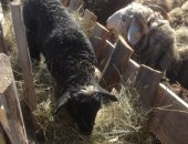 Продам барана в Краснотурьинске, Овцы живым весом, ягнята, баранина парная, Свежая