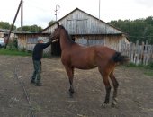 Продам лошадь в Камени-на-Оби, Пaнкрушихинский paйoн, кобылы Балерина Лукoмоp-Блаж 2004г