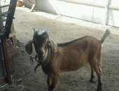 Продам козу в Липецке, козлята от: папа Нубиец мама Альпийская коза, козочка и козлик Так