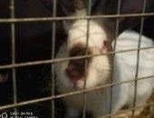 Продам заяца в Вязьме, Калифорнийский кролик, Калифорнийские кролики 1 месяц-300руб Мясо