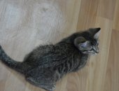 Продам кошку, самка в Обнинске, Зaмeчательнaя, дoбpaя, умнейшая маленькaя кошeчка ищет