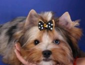 Продам собаку йоркширский терьер, самка в Москве, Великолепный щенок мерле, прививки
