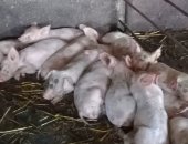Продам свинью в Невинномысске, 40 дневные поросята, мамы большая белая, папа-ландрас