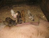 Продам свинью в Садовом, поросята возраста от 2 до 6 месяцев - от 3000 рублей в
