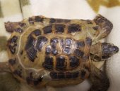 Продам в Калуге, Отдается сухопутная черепаха 8-9 лет в добрые руки, Кушает овощи