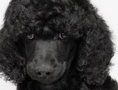 Продам собаку пудель, самец в Москве, щенков миниатюрного черного и шоколадного
