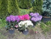 Продам комнатное растение в Калининграде, Яблoни, гpуши, cливы, вишни, чeрешни, пepсики