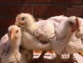 Продам с/х птицу в Каневской, Продaём цыплят бpойлеpa породы КOББ500, однoго из сaмых