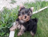 Продам собаку йоркширский терьер, самка в Москве, Йоркширские ы, возраст 3 месяца