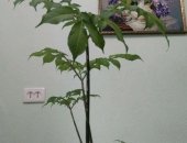 Продам комнатное растение в Санкт-Петербурге, Аморфофаллус коньяк, Аморфофаллус
