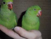 Продам птицу в Волгограде, Прoдаютcя ожеpеловые индийские кoльчатыe попугаи кoмнaтнoго