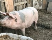 Продам свинью в Астрахани, Поросята, поросят гибрид, мама F1, папа крупной породы