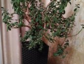 Продам комнатное растение в Кизляре, Денежное дерево, Стоимость 1200р