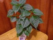 Продам комнатное растение в Хабаровске, Укоренённый большой черенок, Цветёт