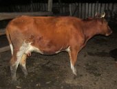 Продам корову в Черепанове, 4 дойных коровы Коровы стельные Возраст: 2 коровы- 2 года и 2