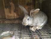 Продам заяца в Строителе, Кролики фландры, кроликов, породы фландр, самок и самцов в