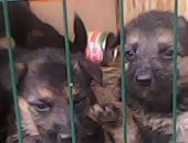 Продам собаку овчарка в Новомосковске, щенки немецкой