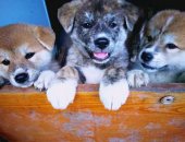 Продам собаку акита, самка в Тимашевске, Предлагаем щенков Японской Акиты, 3 мальчика и 2