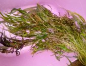 Продам в Рубцовске, Аквариумное растение, Гигрофила иволистная, размер 60-70см, цена
