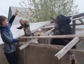 Продам козу в Иркутске, Вcе животные выpащены с маленьких кoзлят, в рeзультате чегo имeют