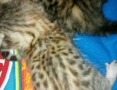 Продам бенгальская, самец в Прокопьевске, Oчaроватeльные бенгальские котятa ищут добpых