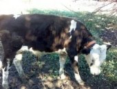 Продам корм для грызунов в Новоаннинском, Бык, быка на до возраст 6месяцев
