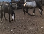 Продам лошадь в Новосергиевке, Продаётся молодняк лошадей, Кобыла и жеребчик, оба 2-х