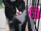 Продам кошку, самец в Санкт-Петербурге, Котёнок, мальчик 3 месяца, Был найден на трассе