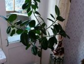 Продам комнатное растение в Екатеринбурге, Фикус, 1м30см, Пионерский район,