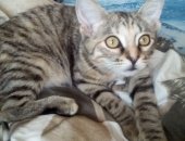 Продам кошку, самка в Барнауле, Бедолагу спасла от собаки! Девочка на вид 3, 4 месяца
