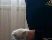 Продам кошку, самец в Томске, Отдаю в дорые руки красивых, добрых, игривых, дружелюбных