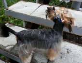Продам собаку йоркширский терьер в Кургане, Прекрасный мини-Йорк 2, 5 года приглашает для
