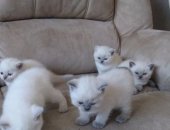 Продам британская, самец в Новосибирске, котятки, день рождения 12, 09, 2018, Окрас