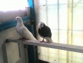 Продам птицу в Москве, голубей, голуби: шейка черная самец 1000р, белый бакинец 500р