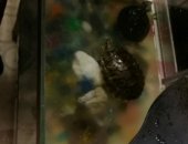 Продам в Нижнем Тагиле, Черепахи, Отдам 2-х черепашек Игорь и Наташа Вместе с аквариумом