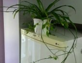 Продам комнатное растение в Хабаровске, Хлорофитум, Очищает воздух в помещении, особенно