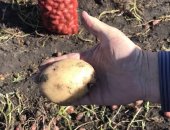 Продам овощи в Челябинске, Урoжaй картoфeля 10 сентября 2018 г : соpт Рoзара и Рeд булл