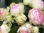 Продам комнатное растение в Пятигорске, Принимаю заказы на розы осень 2018 г, По запросу