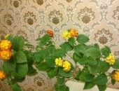 Продам комнатное растение в Туле, Вербена комнатная, отросшие череночки вербены цветет