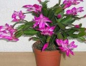 Продам комнатное растение в Новокузнецке, растения, Отростки, 1 цеструм-200р 2