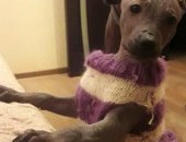 Продам собаку китайская хохлатая в Москве, В продаже замечательный щенок мексиканской