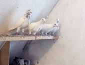 Продам птицу в Анапе, Голуби пакистанской породы, молодежь по 500р голова